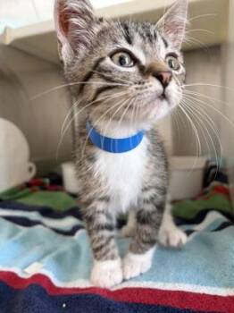 Bucky -  Domestic Short Hair Cat for Adoption in Westland, Michigan - Bucky | PetCurious