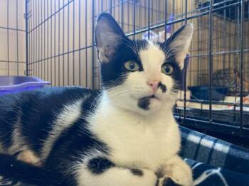 Domestic Short Hair Cats Available for Adoption - Moofus | PetCurious