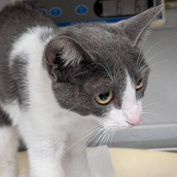 Mabel -  Domestic Short Hair Cat for Adoption in Greenville, South Carolina - Mabel | PetCurious