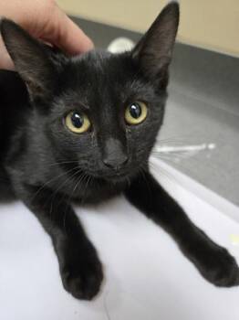 Tarot -  Domestic Short Hair Cat for Adoption in Kennewick, Washington - Tarot | PetCurious