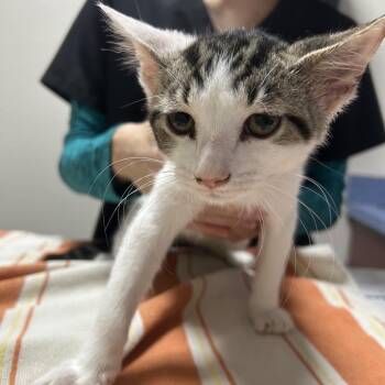 Domestic Short Hair Cats Available for Adoption in Gainesville, Florida - Olipop | PetCurious
