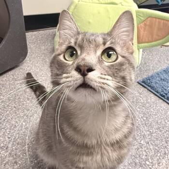 Mr.Grey -  Domestic Short Hair Cat for Adoption in Zimmerman, Minnesota - Mr.Grey | PetCurious