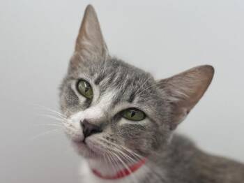 Miss Understanding -  Domestic Short Hair Cat for Adoption in Portland, Oregon - Miss Understanding | PetCurious