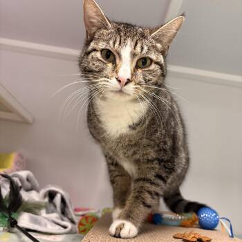 Domestic Short Hair Cats Available for Adoption in White Oak, Pennsylvania - Iris | PetCurious