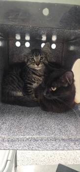 Spencer -  Domestic Long Hair Cat for Adoption in Athens, Tennessee - Spencer | PetCurious