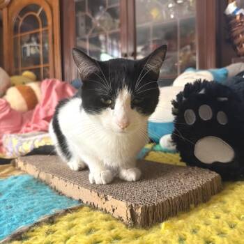 Wolverine -  Domestic Short Hair Cat for Adoption in Brownsboro, Alabama - Wolverine | PetCurious