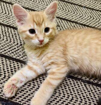 Tabby and Domestic Short Hair Cats Available for Adoption in Vaughan, Ontario - Trident | PetCurious