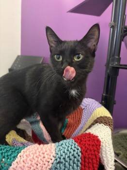 Mamas -  Domestic Short Hair Cat for Adoption in Winnipeg, Manitoba - Mamas | PetCurious