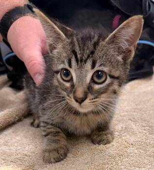 Churro -  Domestic Short Hair Cat for Adoption in Defiance, Ohio - Churro | PetCurious