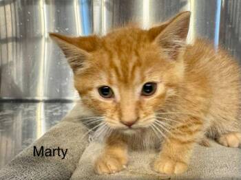 Marty -  Domestic Short Hair and Tabby Cat for Adoption in St. George, Utah - Marty | PetCurious