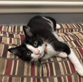 Nicholas -  Tuxedo Cat for Adoption in Macomb, Michigan - Nicholas | PetCurious