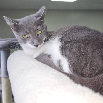 Edna -  Domestic Short Hair Cat for Adoption in Gainesville, Florida - Edna | PetCurious