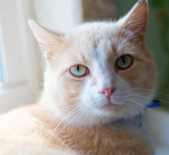 Carmello -  Domestic Short Hair Cat Available for Adoption in Hot Springs, Arkansas - Carmello | PetCurious