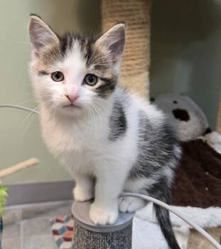 Domestic Short Hair Cats Available for Adoption in Minneapolis, Minnesota - Jolly-Pending Adoption | PetCurious