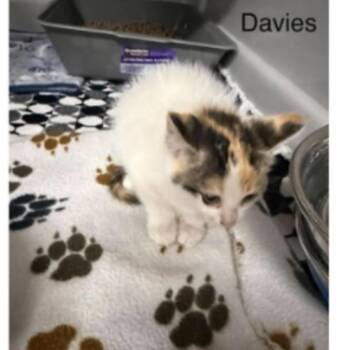 Davies -  Domestic Short Hair Cat for Adoption in Victoria, British Columbia - Davies | PetCurious