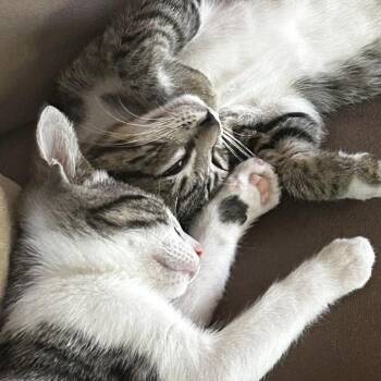 Johnny (bonded with Frankie) -  Domestic Short Hair Cat for Adoption in Santa Rosa, California - Johnny (bonded With Frankie) | PetCurious