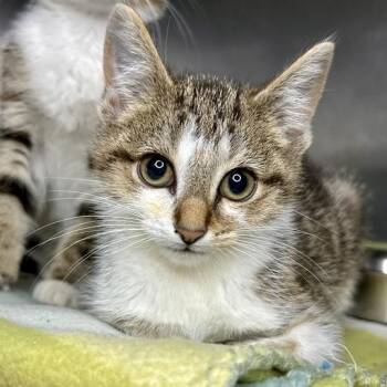 Chase -  Domestic Short Hair Cat for Adoption in Matteson, Illinois - Chase | PetCurious
