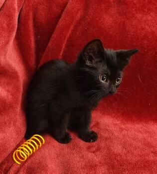 Rescue Domestic Short Hair Cats for Adoption in Tustin, California - Echo | PetCurious