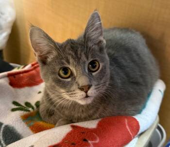 Rescue Tabby Cats for Adoption in Farmland, Indiana - Shaboozey | PetCurious