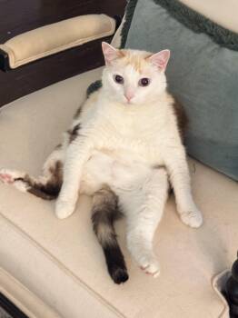 Renee -  Calico Cat for Adoption in Charlotte, North Carolina - Renee | PetCurious