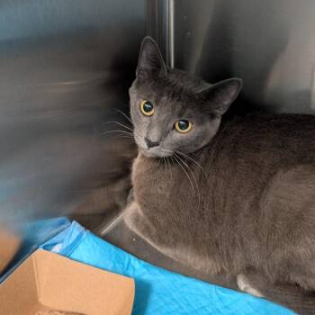 Top Hat -  Domestic Short Hair Cat for Adoption in Greensboro, North Carolina - Top Hat | PetCurious