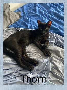 THORN -  Tabby Cat for Adoption in Lawton, Oklahoma - THORN | PetCurious