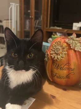 Rescue Domestic Short Hair and Tuxedo Cats for Adoption in Skyline, Minnesota - Jack | PetCurious