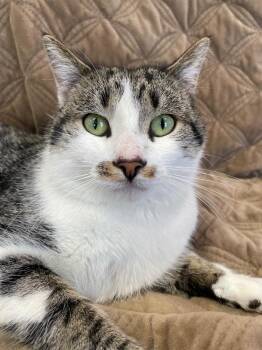 Domestic Short Hair Cats Available for Adoption in South Bend, Indiana - Squeaker * IN FOSTER * | PetCurious