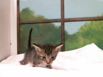 A2084096 -  Domestic Short Hair Cat for Adoption in Houston, Texas - A2084096 | PetCurious