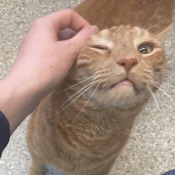 Peanut -  Domestic Short Hair Cat for Adoption in Enfield, New Hampshire - Peanut | PetCurious