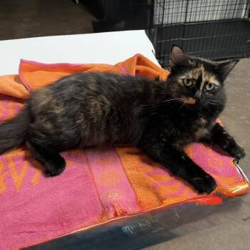 Moonlight -  Domestic Long Hair Cat for Adoption in Cortland, New York - Moonlight | PetCurious