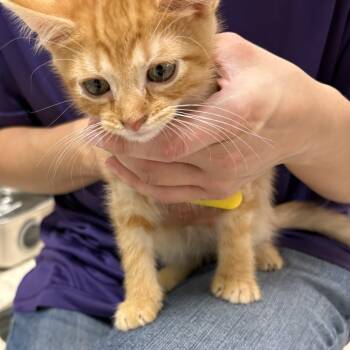 Domestic Short Hair Cats Available for Adoption in North Arlington, New Jersey - Kansas  | PetCurious