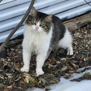 Domestic Long Hair Cats Available for Adoption - FOUND - SE Rochester | PetCurious