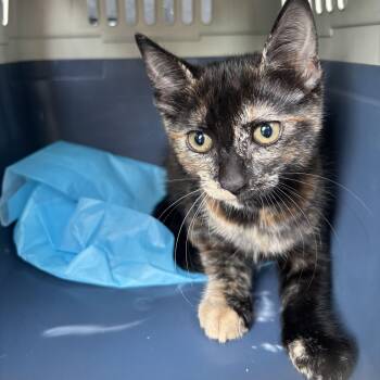 Rescue Tortoiseshell Cats for Adoption in Wanaque, New Jersey - Didi | PetCurious