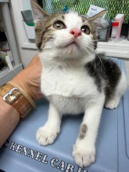 Clover -  Domestic Short Hair Cat for Adoption in Pomona, New York - Clover | PetCurious