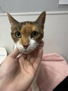 Gigit -  Domestic Short Hair Cat for Adoption in West Chester, Pennsylvania - Gigit | PetCurious