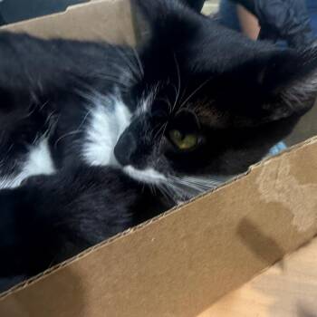 Kenzie -  Domestic Short Hair Cat for Adoption in Winston-salem, North Carolina - Kenzie | PetCurious
