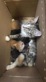 Cleo -  Domestic Short Hair Cat for Adoption in Wichita, Kansas - Cleo | PetCurious