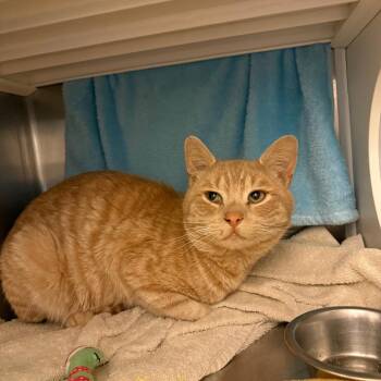 Cal -  Domestic Short Hair Cat Available for Adoption in Council Bluffs, Iowa - Cal | PetCurious