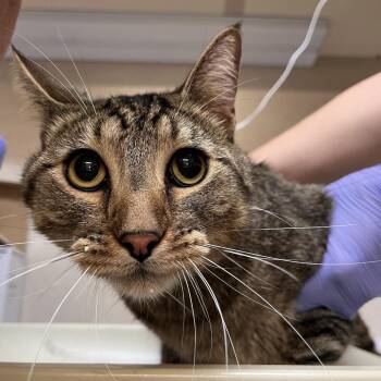 JB -  Domestic Short Hair Cat for Adoption in Kanab, Utah - JB | PetCurious