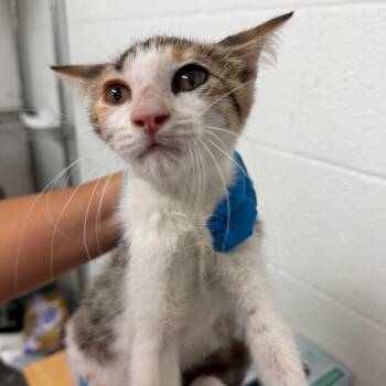 Molly -  Domestic Short Hair Cat for Adoption in Edinburg, Texas - Molly | PetCurious