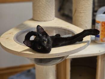 Trouble -  American Shorthair Cat for Adoption in Houston, Texas - Trouble | PetCurious