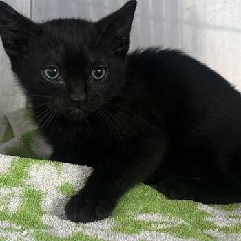 A5786527 -  Domestic Short Hair Cat for Adoption in San Gabriel, California - A5786527 | PetCurious