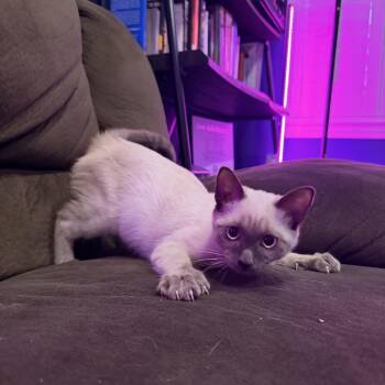 Tasha -  Siamese and Russian Blue Cat for Adoption in Norco, California - Tasha | PetCurious