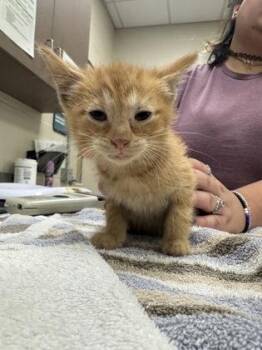 Wish Bear -  Domestic Short Hair Cat for Adoption in Fishers, Indiana - Wish Bear | PetCurious