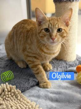 Domestic Short Hair Cats Available for Adoption in Hazlet, New Jersey - Olgilvie | PetCurious