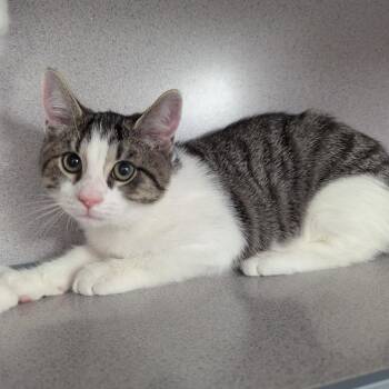 Swirl -  Domestic Short Hair Cat for Adoption in Evansville, Indiana - Swirl | PetCurious