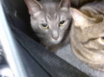 Domestic Short Hair Cats Available for Adoption - A453352 | PetCurious