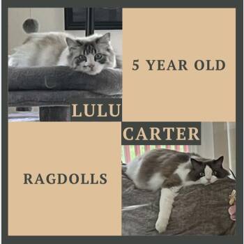 Lulu & Carter -  Ragdoll Cat for Adoption in Hilton, New York - Lulu & Carter | PetCurious