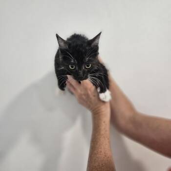 Boo -  Domestic Short Hair Cat for Adoption in Spokane, Washington - Boo | PetCurious